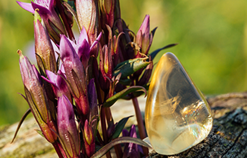 自然の生きたエネルギー